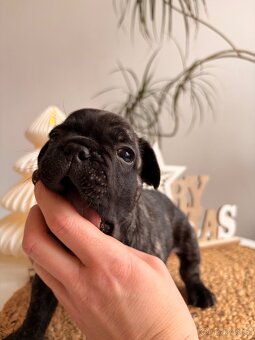 Francouzský buldoček bez PP - 12