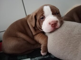 American Bully pocket size POCKET/STANDARD - 12