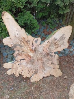 Koláče z tvrdého dřeva, Habr Buk - 12