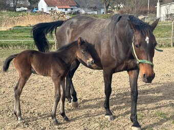Nadějný drezurní hřebeček po odstavu Toto Gold/Glamourdale - 12