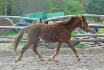 valach pony - 12