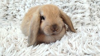 Zakrslý beránek, králíček, králík - JIJI - 12