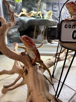 Agama vousatá ihned k odběru - 12