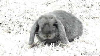 Zakrslý beránek, králíček, králík - BONNY - 12