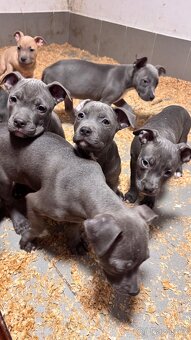 Americký stafordširský teriér - 12