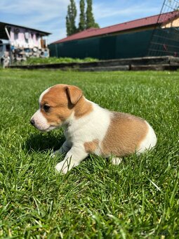 Jack russel teriér - 12