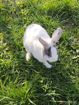 Zakrslý králíček 🐰♥️ - 12