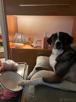 Tjoma hleda milujici domov - 12