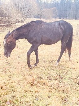 Quarter horse hřebec 2 roky - 12