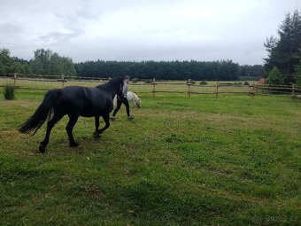 Wpbr/QH pony 9 let - 12