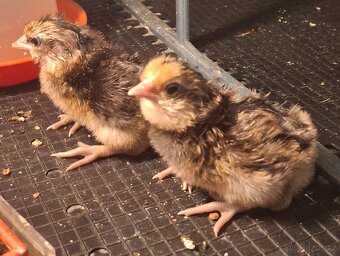 Kuřice/kuřata - 12