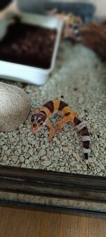 Gekončík noční (Eublepharis macularius) - 12