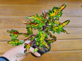 Africké okrasné kopřivy - SEMENA - Coleus - 12