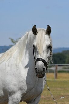 Fellský pony - top klisna - 12