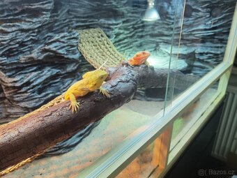 3x Agama vousatá, 3x terárium, 3x box s Blaptica dubia - 12