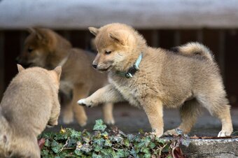 Shiba inu s PP - 12