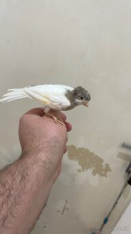 Nabízím kanáři 5/12/2025 - 12