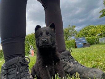 Německý ovčák štěňatka s PP - 12
