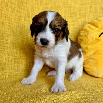 Šteňátka Kooikerhondje – Holandský vábič kačiek - 12