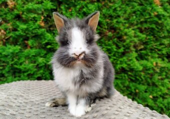 Zakrslý králík, králíček-(lvíček)-TIMMY - 12