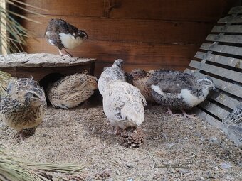 Násadová křepelčí vejce, vajíčka - 12