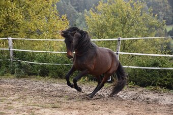 Černý LUSITANO - připouštění - 12