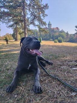 🐾 Americký stafordšírský teriér – modrá štěňátka - 12