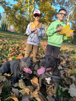 🐾 Americký stafordšírský teriér – modrá štěňátka - 12