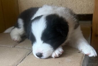 Border kolie - 12