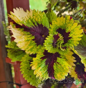 SEMENA Africká okrasná kopřiva Coleus - 12