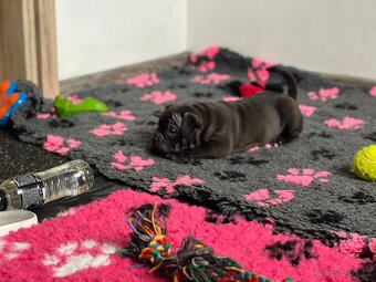 American Bully pocket - 12