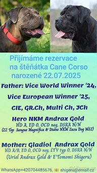 Cane Corso s PP (FCI) - 12