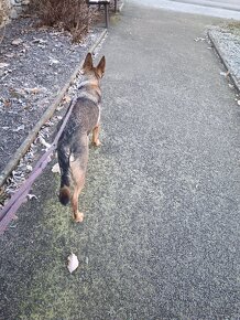 Daruji fenku německý ovčák kříženka - 12
