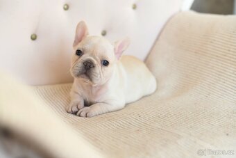 Francouzsky buldocek-ruzne barvy - 12