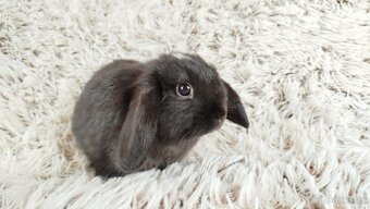 Zakrslý beránek, králíček, králík - ELLA - 12
