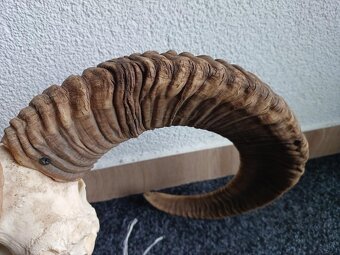 Muflon trofej (rohy; toulce) 70 cm - 12