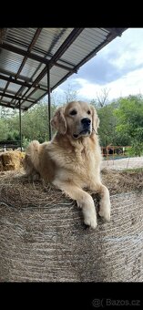 Štěňata Zlatý retrívr - 12