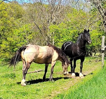 Welsh cob připouštění - 12