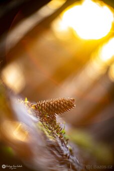 Meopta Meostigmat 50/1 adaptace pro Sony E-mount - 12