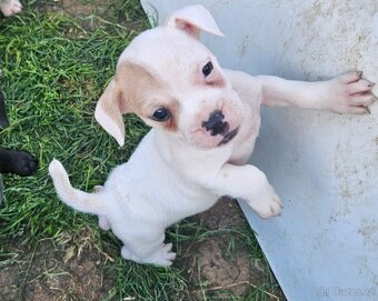 Jack Russel teriér - 12