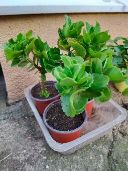 Haworthia, měsíční kámen, tlustice, kopřiva - 12