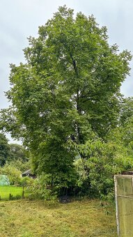 Zahrada s chatkou u řeky - Bohutín / Šumperk - 12