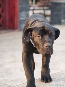 Bandog - 12