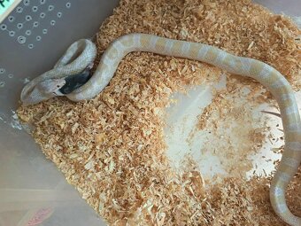 Užovka červená Dospělci Ověření - 12