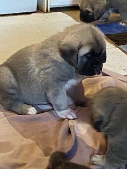 Španělský mastin- nabízíme štěňátka k odběru po 20.lednu - 12