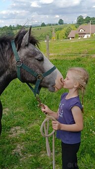 Český sportovní pony valach - 12