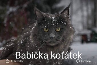 Mainská mývalí koťátka - 12