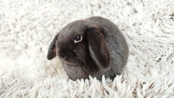 Zakrslý beránek, králíček, králík - CRISTIAN - 12