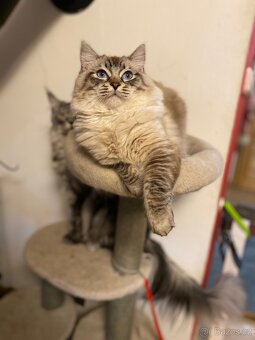 Ragdoll koťátka s PP FIFe - 12