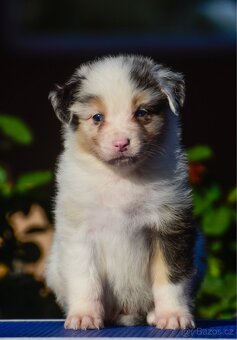 Australský ovčák s PP - blue Merle a black tri - 12
